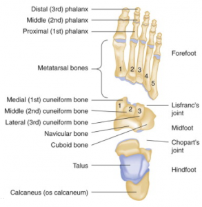 foot anatomy