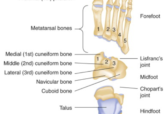 Foot Injuries in the Emergency Department - emdocs