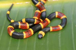 coral snake