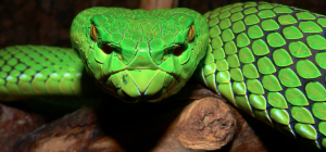 pit viper