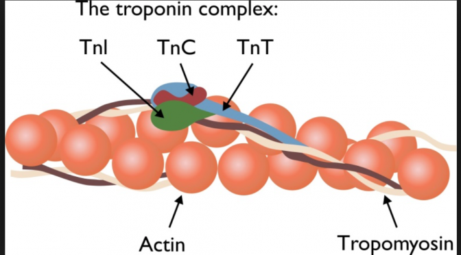 Troponin - Pictures
