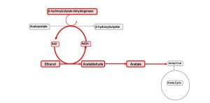 ketone body ratio in alcoholic ketoacidosis
