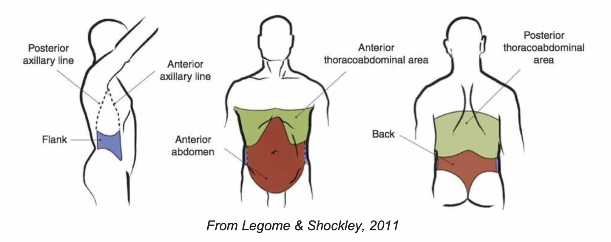 Flank Definition Anatomy At Clinton Matson Blog