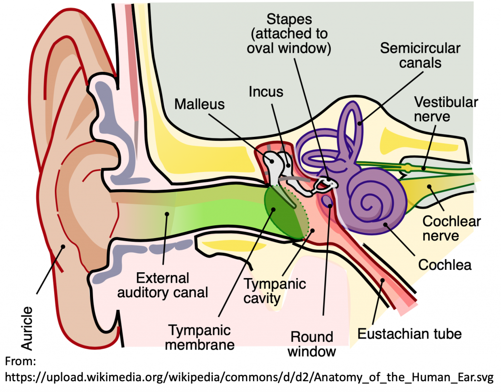 Emergency Medicine EducationEM3AM Tympanic Membrane