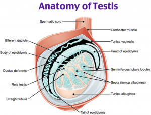 Emdocs Net Emergency Medicine Educationem 3am Testicular Rupture Emdocs Net Emergency Medicine Education