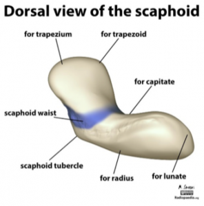 Scaphoid