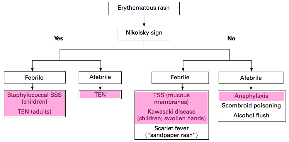 erythematous diagram highlight