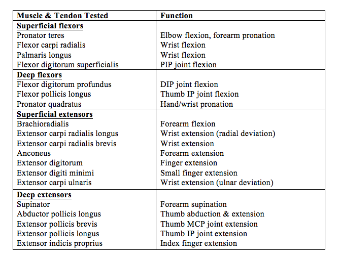 Table 1. Muscle and Tendon Function of the Hand and Wrist 