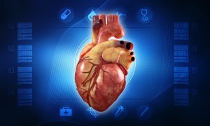 Illustration of Human Heart - Anatomy of Human Heart