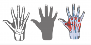 Hand anatomy illustration