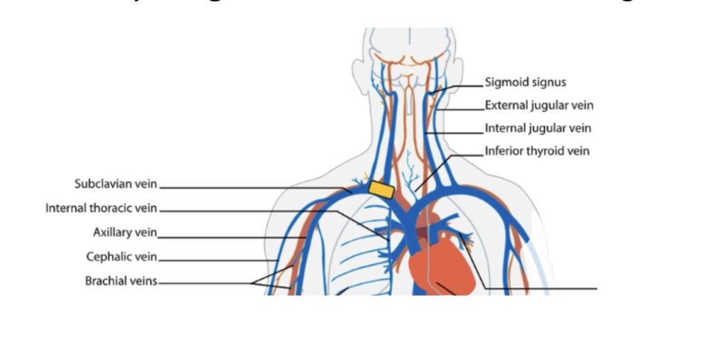 Anatomy Image 3: Subclavian and Internal Jugular Vein