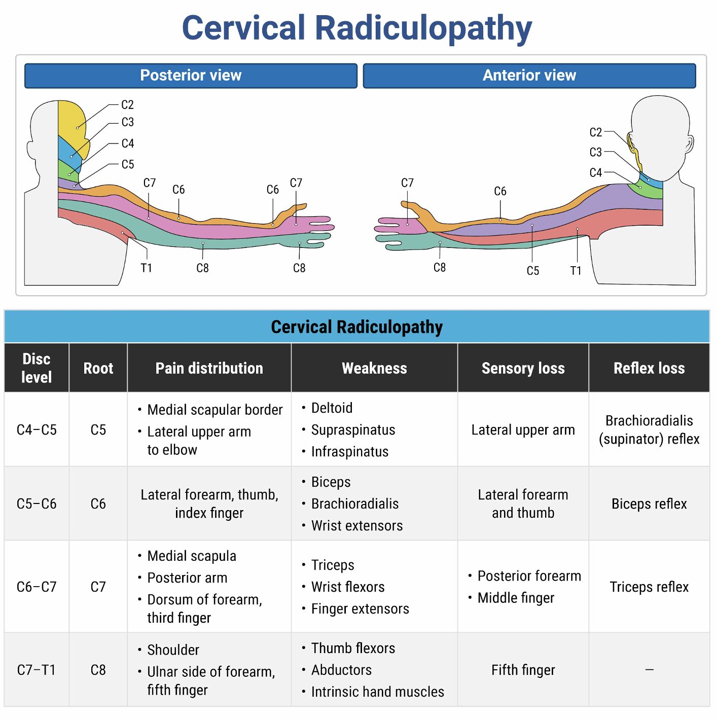 rosh cervical 